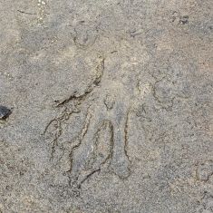 Beaver tracks