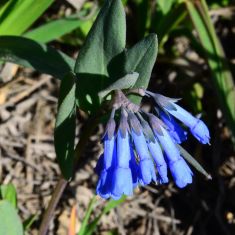 Long flowered Blue bell - Larry Halverson