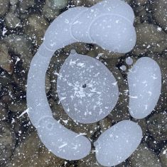 The bubbles are formed when bacteria feed on decaying organic matter and expel methane gas. When the water freezes, the bubbles are trapped in the ice.- Larry Halverson
