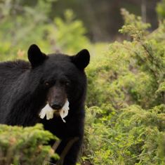 Black Bear 
Photo by Denise Hoffgaard