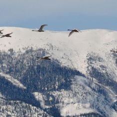 February -  migrating swans 
Photo by Larry Halverson