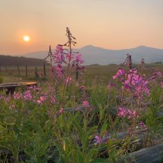 2021 smoky sunset highlights fireweed
Heather Fischbuch