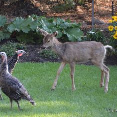 Wild turkeys and deer
Photo by Larry Halverson