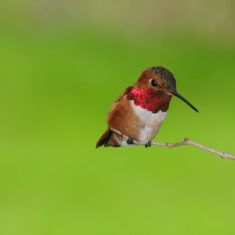 Ruby Throated Hummingbird
Photo by Larry Halverson