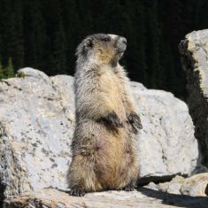 Hoary Marmot
Photo by Larry Halverson