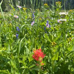 Wildflower meadow in the Rockies Photo by Hilda Jensen